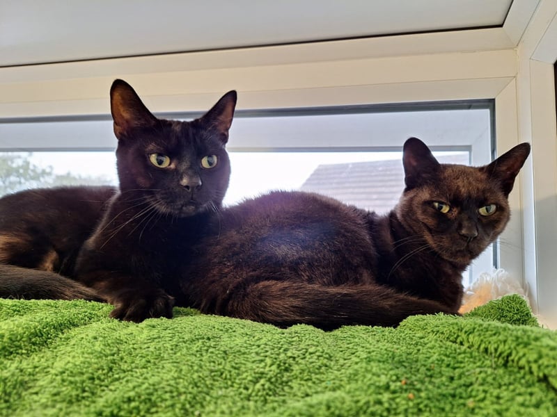 Three-year-old Domestic Short Hairs Coco and Gypsy are very affectionate and would make a fun pair for a family. The loving pair would be happy to live with cat-savvy kids would understand when they need their own space. Photo by RSPCA