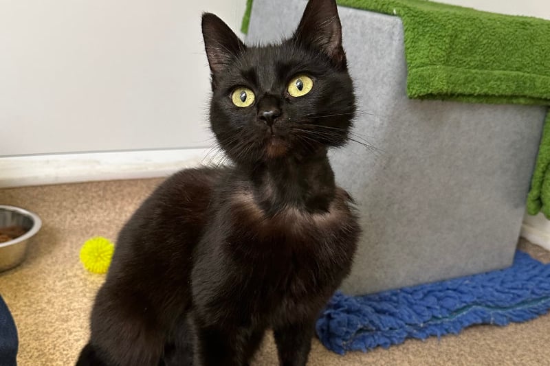 One-year-old Ebony was brought to the centre after she was found abandoned in a cat carrier in some bushes with only a tea towel for comfort. She had fleas, was underweight and had fur loss around her neck which suggested she had been wearing a very tight collar for some time. But after care at the centre, her confidence and her fur is growing back. She would suit an experienced family who can continue to help her confidence grow and give her plenty of time to settle in. Photo by RSPCA