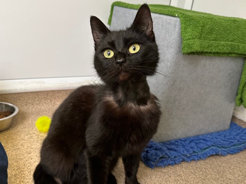One-year-old Ebony was brought to the centre after she was found abandoned in a cat carrier in some bushes with only a tea towel for comfort. She had fleas, was underweight and had fur loss around her neck which suggested she had been wearing a very tight collar for some time. But after care at the centre, her confidence and her fur is growing back. She would suit an experienced family who can continue to help her confidence grow and give her plenty of time to settle in. Photo by RSPCA