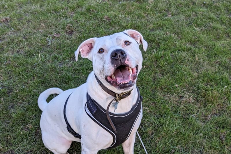 Zeus, a Staffie X, is aged approximately three. He has bundles of energy and is looking for a family willing to offer unconditional love and keep up with his training. Photo by RSPCA