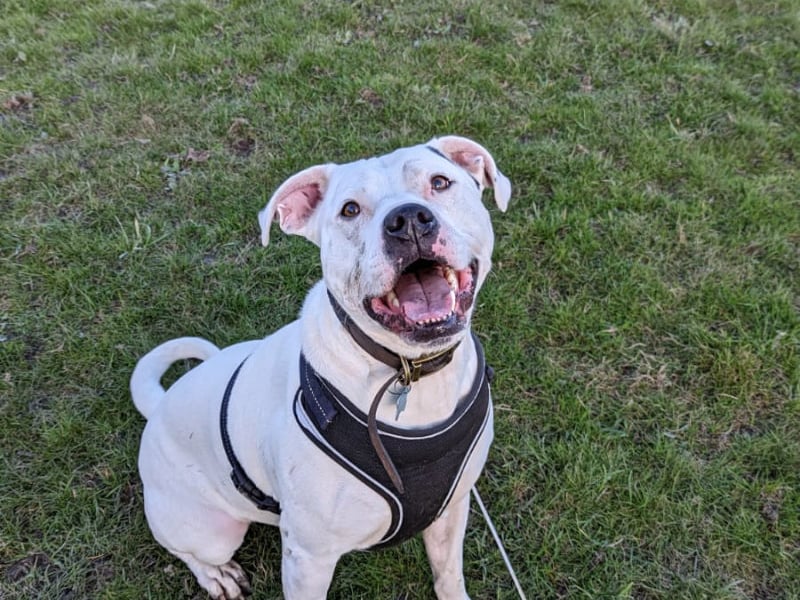 Zeus, a Staffie X, is aged approximately three. He has bundles of energy and is looking for a family willing to offer unconditional love and keep up with his training. Photo by RSPCA