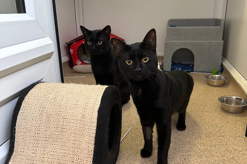 Jarri-matti and Sylvester is a gentle pair of one-year-old brothers who loves to cuddle. They will happily live with a family who have cat savvy kids.Photo by RSPCA