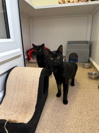 Jarri-matti and Sylvester is a gentle pair of one-year-old brothers who loves to cuddle. They will happily live with a family who have cat savvy kids.Photo by RSPCA