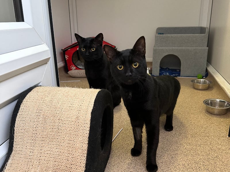 Jarri-matti and Sylvester is a gentle pair of one-year-old brothers who loves to cuddle. They will happily live with a family who have cat savvy kids.Photo by RSPCA