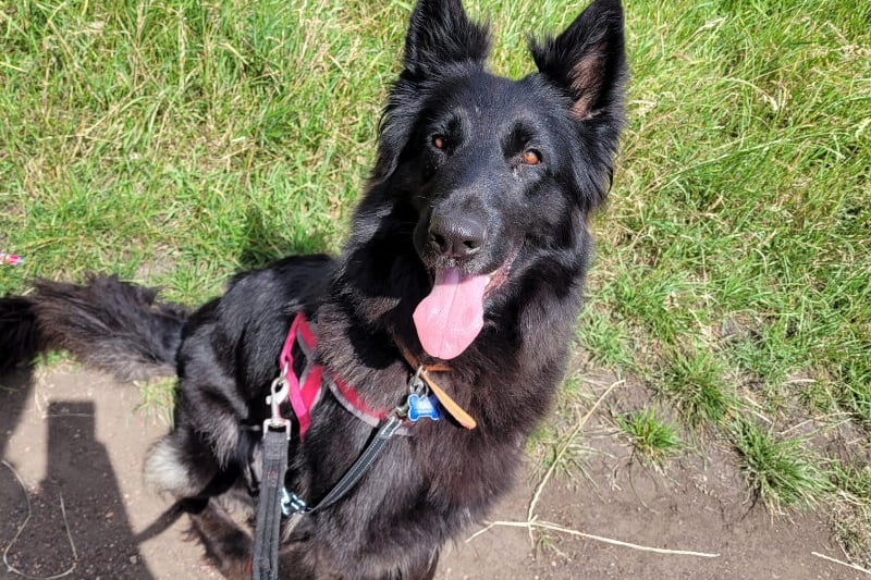 Three-year-old German Shepherd used to live on an allotment without shelter but, since coming to the centre, she has started to trust people again. She gets excited when she sees volunteers getting ready to take her out and is always well behaved on walks. She would suit an adult household, or one with older and dog-savvy children. Her new family should be prepared to give her time and patience to settle in. Photo by RSPCA