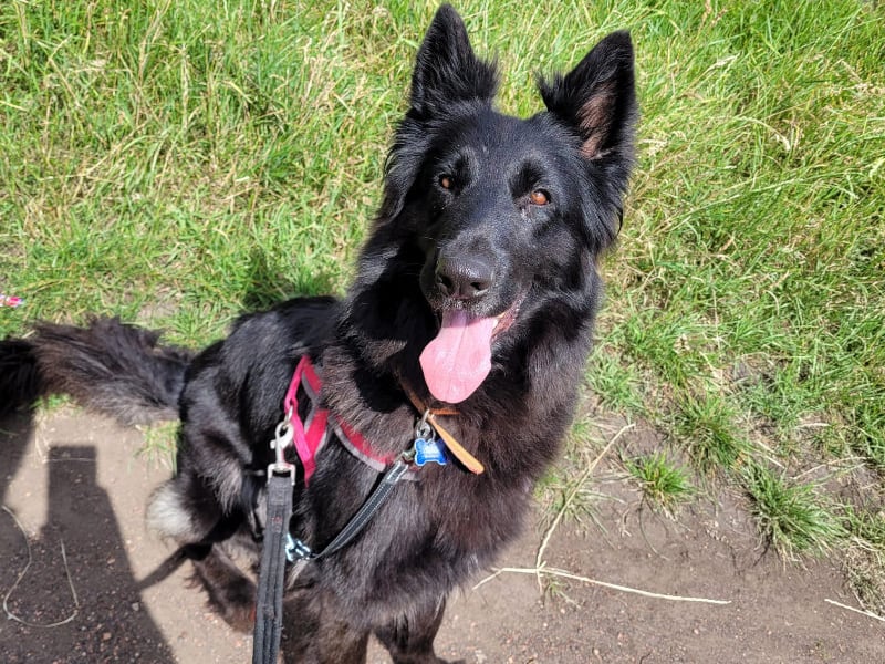 Three-year-old German Shepherd used to live on an allotment without shelter but, since coming to the centre, she has started to trust people again. She gets excited when she sees volunteers getting ready to take her out and is always well behaved on walks. She would suit an adult household, or one with older and dog-savvy children. Her new family should be prepared to give her time and patience to settle in. Photo by RSPCA