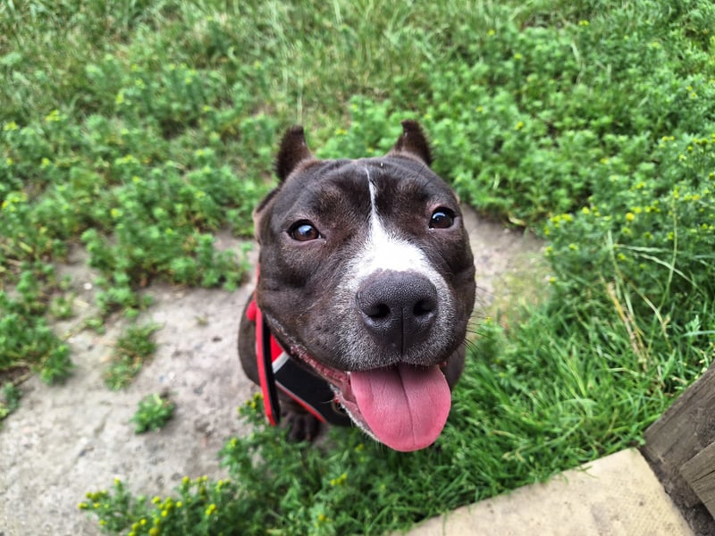Luna was found locked in a crate in a completely empty house without food or water. Her family had packed everything up and left her behind. Despite the experience, it has not stopped the two-year-old Pocket Bully from trusting people. As soon as she came to the centre in Leeds, the team could see her affectionate and loving side shining through. She would suit a family that is as affectionate as she is, who are also willing to be patient with her as she settles in. Luna would prefer to be the only dog in the family, but would happily enjoy playdates with canine friends. Photo by RSPCA