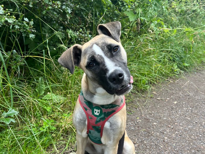 Missy is a four-month-old Akita x Mastiff and has been described as an "energetic whirlwind" by volunteers at the rescue centre. When she first arrived, she was very nervous and used to hide in a corner. But she soon learnt to trust the team and is now a bouncy and playful pup. She is expected to grow into a large dog when she is older, so her new family would need to take this into consideration - as well as giving her time to learn and become confident around new people. Photo by RSPCA