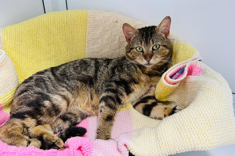 Two-year-old Tabby Rolly used to live on the streets and never knew where his next meal would come from, but has since come to love his food at the centre. He arrived with a painful looking wound under his armpit which was caused by his collar, as he managed to get his leg stuck in it. The team at the centre were not sure how long he had to live with this, but the severity of the wound suggested it may have been while. Despite his difficult upbringing, he is still a sociable cat who loves fuss from human companions. He would suit an adult only home where he can spend his days enjoying some home comforts. Photo by RSPCA