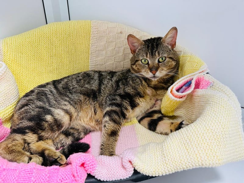 Two-year-old Tabby Rolly used to live on the streets and never knew where his next meal would come from, but has since come to love his food at the centre. He arrived with a painful looking wound under his armpit which was caused by his collar, as he managed to get his leg stuck in it. The team at the centre were not sure how long he had to live with this, but the severity of the wound suggested it may have been while. Despite his difficult upbringing, he is still a sociable cat who loves fuss from human companions. He would suit an adult only home where he can spend his days enjoying some home comforts. Photo by RSPCA