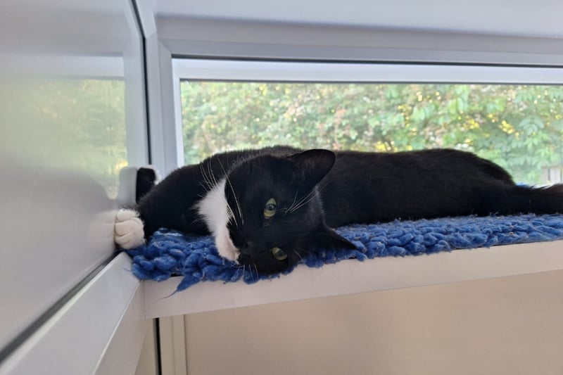 Four-year-old Rosie came to the centre when her owner was sadly no longer able to look after her. She would suit a family that would be willing to give her time and patience. Photo by RSPCA