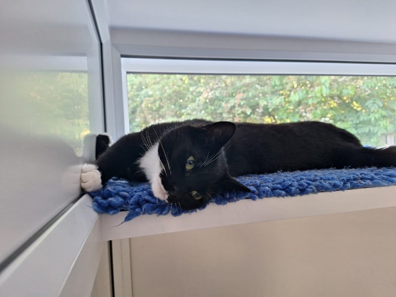 Four-year-old Rosie came to the centre when her owner was sadly no longer able to look after her. She would suit a family that would be willing to give her time and patience. Photo by RSPCA