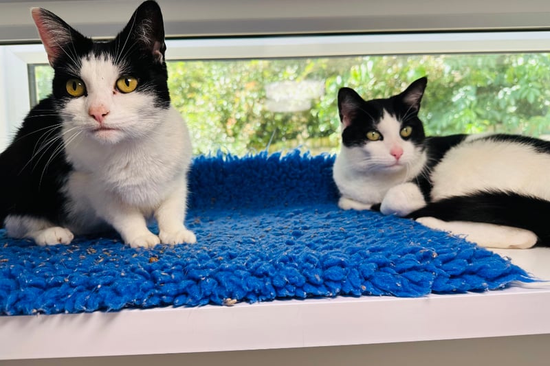 Buddy and Rosie were both kittens when they arrived at the centre - but their owner died and they returned at five-years-old. The loving cats enjoy playing with toys but, more often than not, can be spotted curling up together on their top shelf bird watching. They would suit a home where they can live together and bird watch to their hearts content. Photo by RSPCA