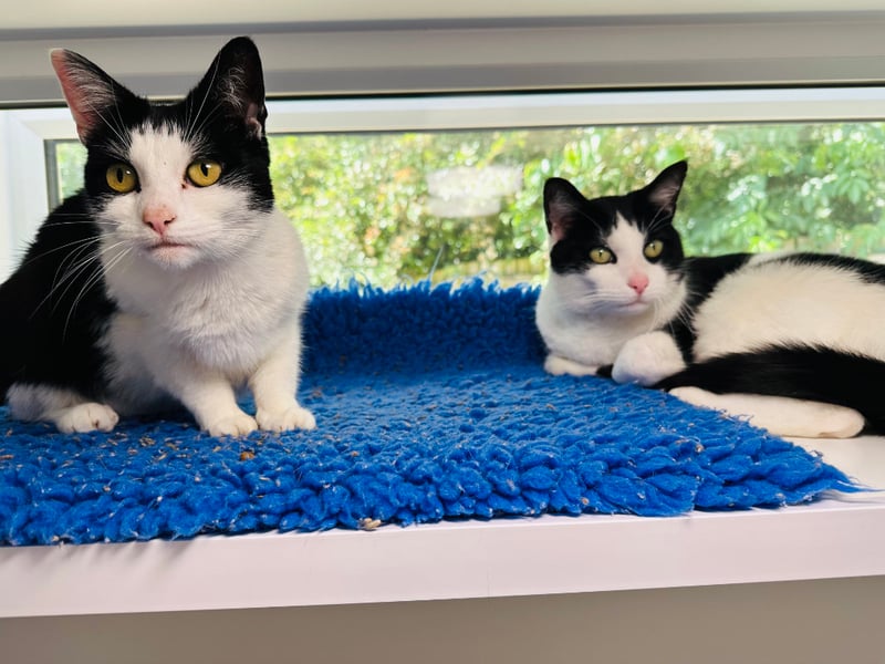 Buddy and Rosie were both kittens when they arrived at the centre - but their owner died and they returned at five-years-old. The loving cats enjoy playing with toys but, more often than not, can be spotted curling up together on their top shelf bird watching. They would suit a home where they can live together and bird watch to their hearts content. Photo by RSPCA