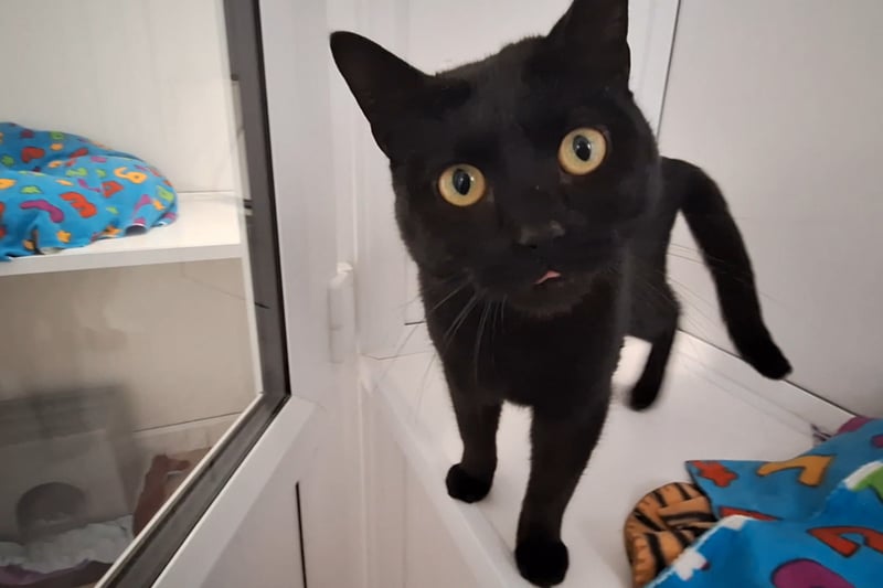  Viper is approximately one year old cat who is very affectionate and enjoy a cuddle. He is looking for a loving family and can be around kids and another, similar aged and temperament cat. Photo by RSPCA