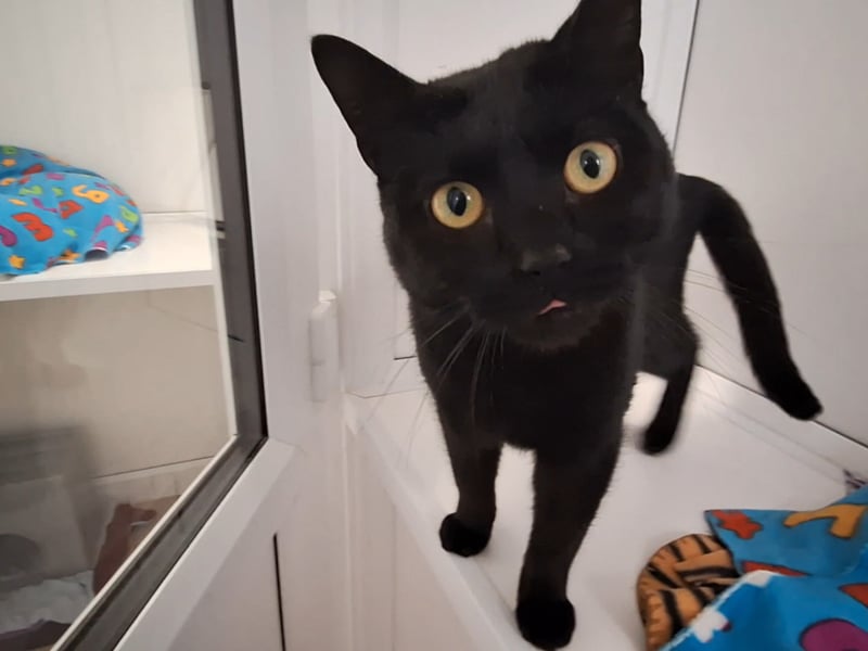 Viper is approximately one year old cat who is very affectionate and enjoy a cuddle. He is looking for a loving family and can be around kids and another, similar aged and temperament cat. Photo by RSPCA