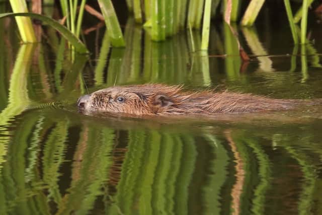 Wild beavers could be reintroduced in Sheffield, after nearly £97,000 of funding was awarded. Photo: Mike Symes, Devon Wildlife Trust