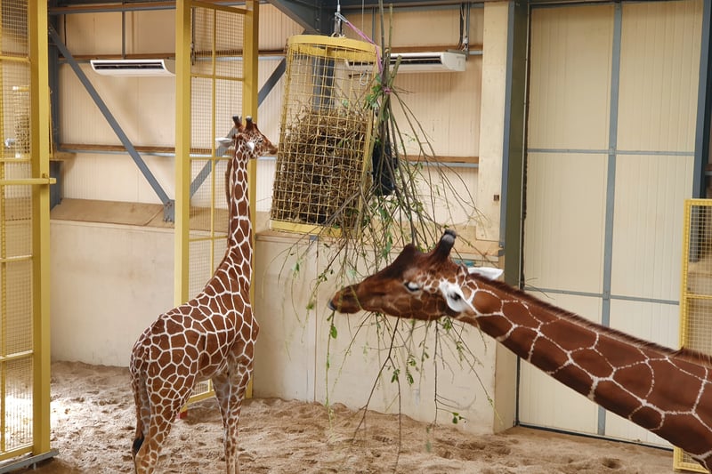The Giraffe House can be found in this section. Visitors can get a close "face-to-face" view of the giraffes during feeding time from the balcony floor. Zebras, elands, red river hogs, ostriches and cheetahs can also be found in this section of the park. The Giraffe House closes at 4.30pm.