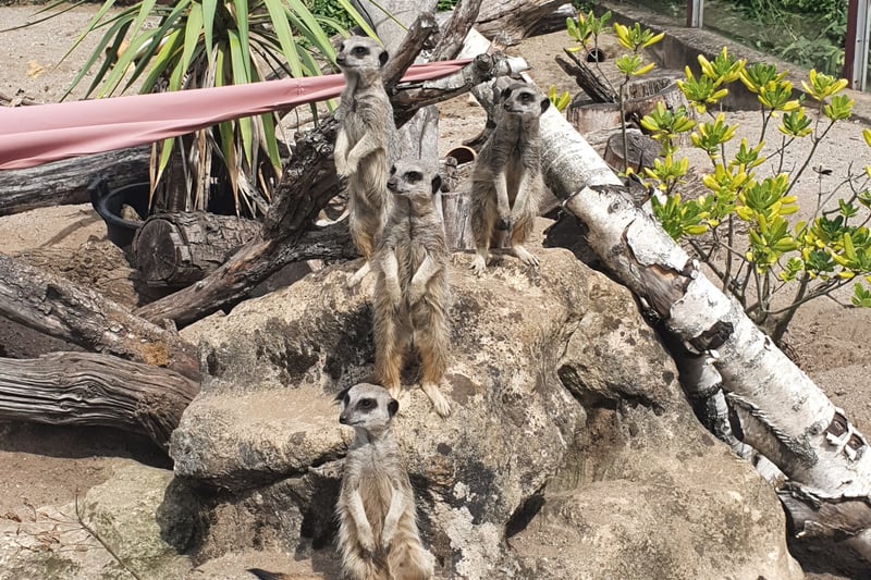 The home of the meerkats who become very alert as they hear the approaching with their meals. A selection of birds can be found here, including the Tarictic hornbill who was originally living in the Zoo Gardens. The section closes at 4.30pm.