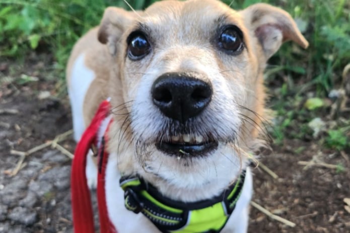 Buster is a happy little chap – he still enjoys his walks and will be seen in the local area pottering about with our dog walkers. He is affectionate and would love a garden to lounge around in. Buster is suited to teens+ respectful of an older boy in the home – Buster should be the only pet in the home.
 - https://www.thornberryanimalsanctuary.org/animals/buster/