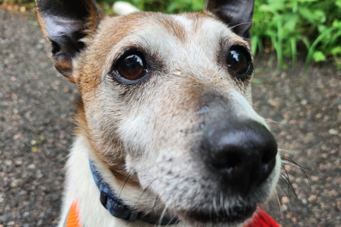 Buddy is a very small happy chappy -Buddy is a very affectionate boy who loves all people including children. He is good with other dogs of a similar size but would prefer to be the only dog in the home going forward. A great little companion who walks lovely on the lead and is house trained.
 - https://www.thornberryanimalsanctuary.org/animals/buddy/