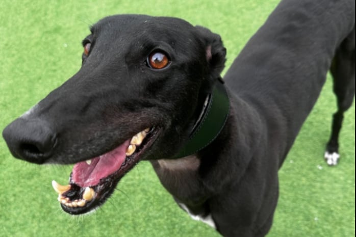 Frederick is heaps of fun and will make such a loving companion for his new family. After his walk Frederick is your typical lazy greyhound and prefers to be left alone to snooze without being disturbed, so would be best suited to a quiet home style. He enjoys to play with toys and walking with his greyhound girlfriends on site. He could live with another sighthound but this is not essential as he’s very happy and content by himself. Frederick is housetrained and walks nicely on the lead.
 - https://www.thornberryanimalsanctuary.org/animals/frederick/