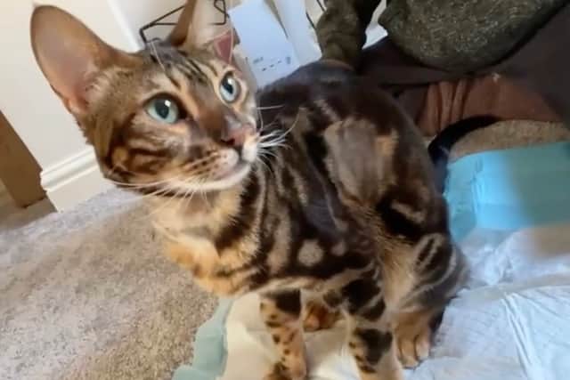 A cat made a miracle recovery after she lay DEAD for 26 minutes following a heart attack from lily poisoning