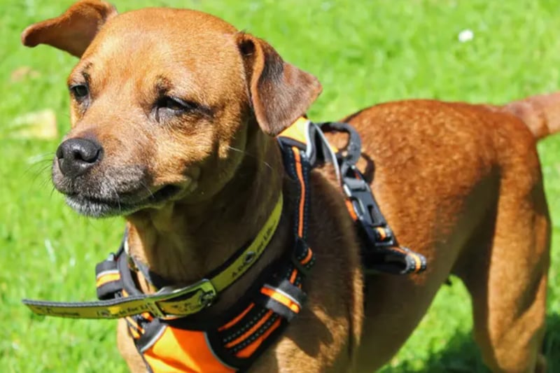 Ruby is a Patterdale Terrier cross, ooking for a home that she could potentially share with a smaller dog or a cat, and children over the age 10. She is house trained and could be left for around one or two hours once settled, but she will bark when left alone for too long.
