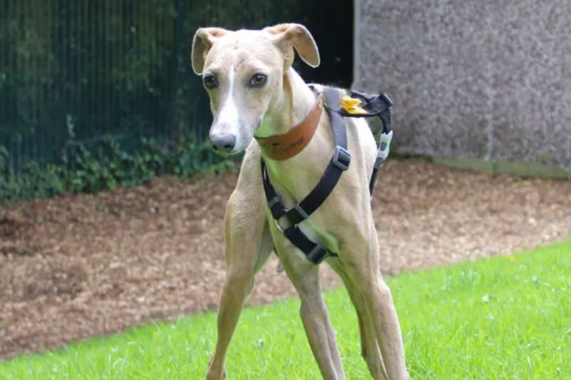 Kane is a lovely Whippet cross, who is just a puppy. He is looking for a quiet and stable home that he could share with another dog to give him confidence, but no cats as he will chase! He can live with children over the age of 12 who understand that he is a nervous boy who will need quiet time and space.