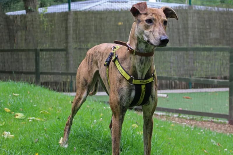 Fern is a Lurcher, looking for a home as the only pet and where any children are confident and around the age of 10. She is fully house trained, but not used to being left for more than an hour or two, so will need somebody at home and able to build this time up gradually for her. 