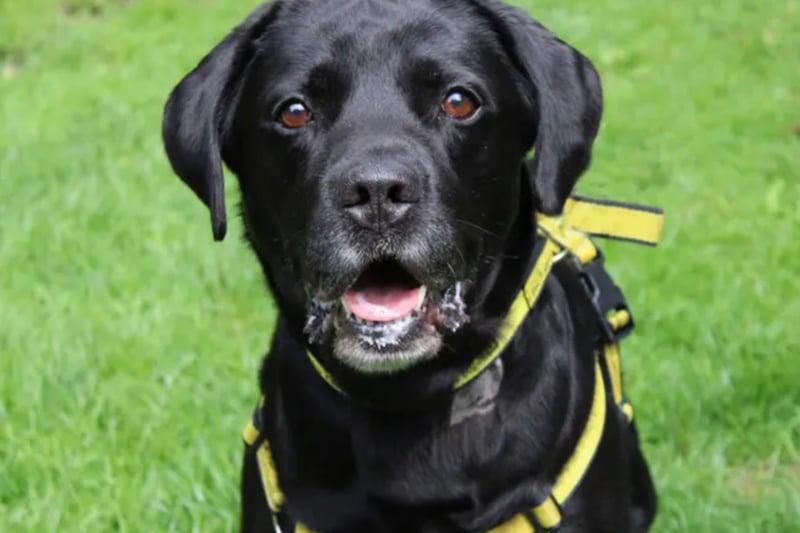 Bailey is a Labrador, searching for a new home free from cats and where any children are over the age of 10. He could potentially live with another dog but they must be a calm and steady dog that will be able to tolerate his behaviour when he is unsettled.