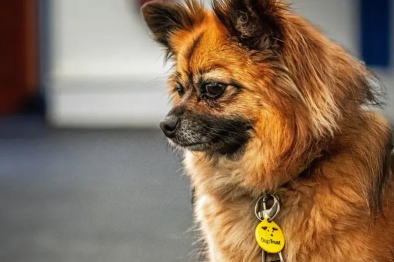 Luka is a Pomeranian cross who is in need of an experienced and active, adult only home. He could potentially live with a well matched female dog and a confident cat. He is house trained and once settled could be left for a couple of hours without