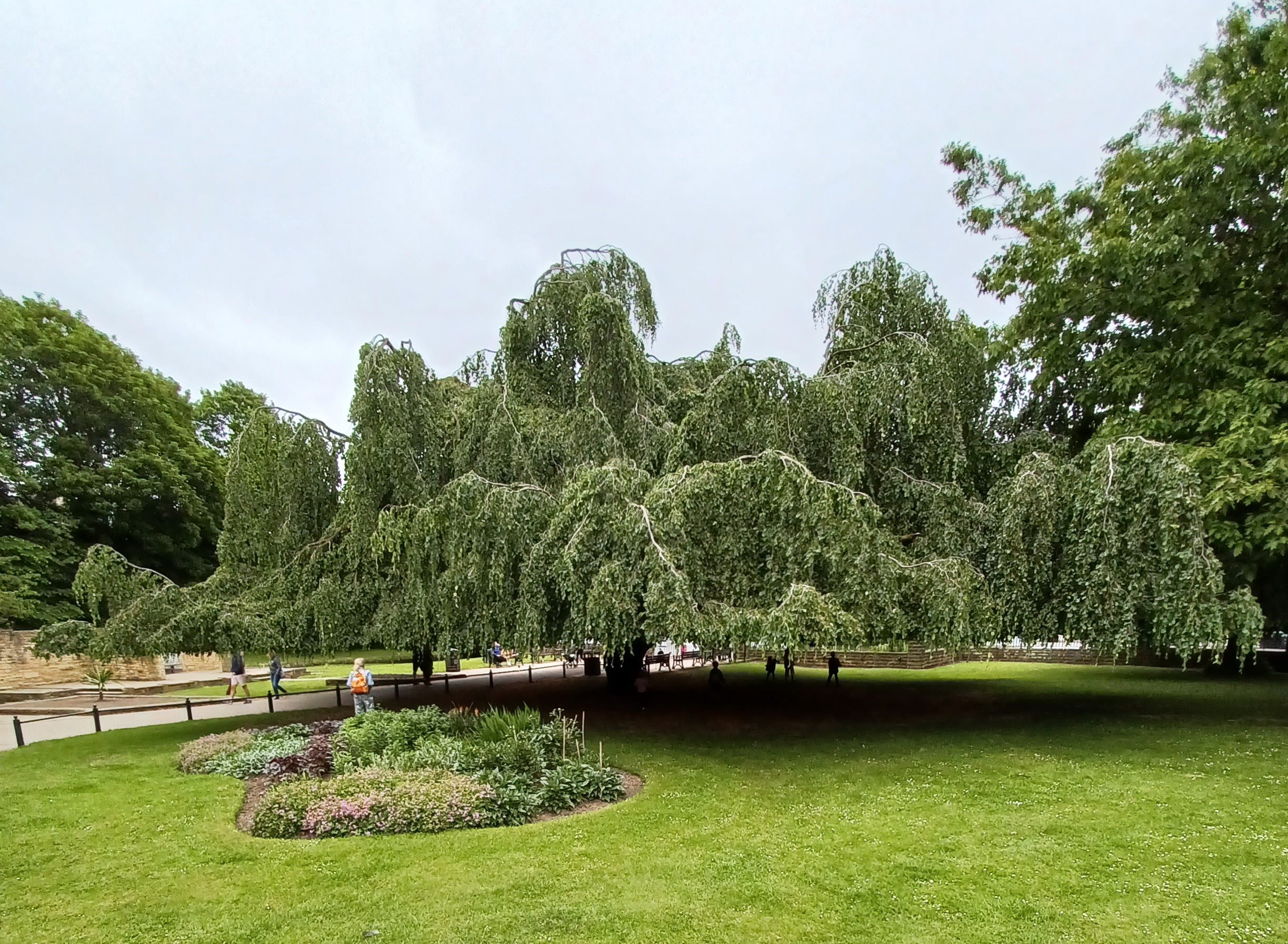 Endcliffe Park: Hundreds celebrate Sheffield's 'favourite tree'