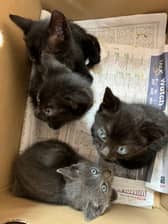 Kittens abandoned in a cardboard box in Leicestershire