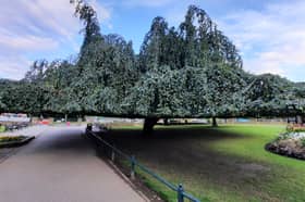 Weeping beech at the entrance to Endcliffe Park