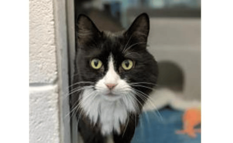 Alfie is a sweet boy who enjoys having fuss and attention. He is a mature guy of 9 years of age and is looking for a home which is preferably adult-only and is quiet and calm. 