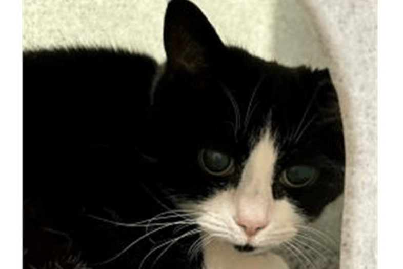 Mindy is a senior cat of 12 years of age. She needs a home without any other pets or young children. She would also need access to a garden and preferably, will be perfect for an adult-only home. 
