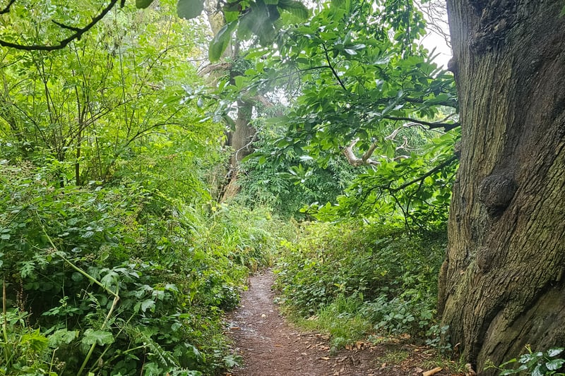 Visitors can enjoy a multitude of trails through the forest-like woods. The trails are made of dirt and can become slippery during the rainy season.