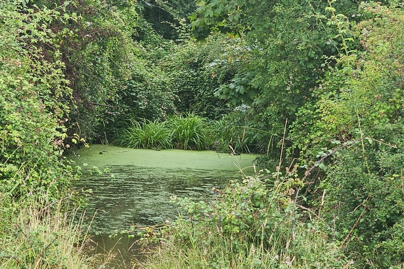 There are multiple ponds throughout the estate which are home to wildlife, some of which are endangered. Swimming from both people and pets is discouraged due to the bacteria growing like blue-green algae that grow.