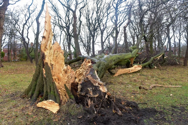 The aftermath of Storm Arwen in Backhouse Park in November 2021.