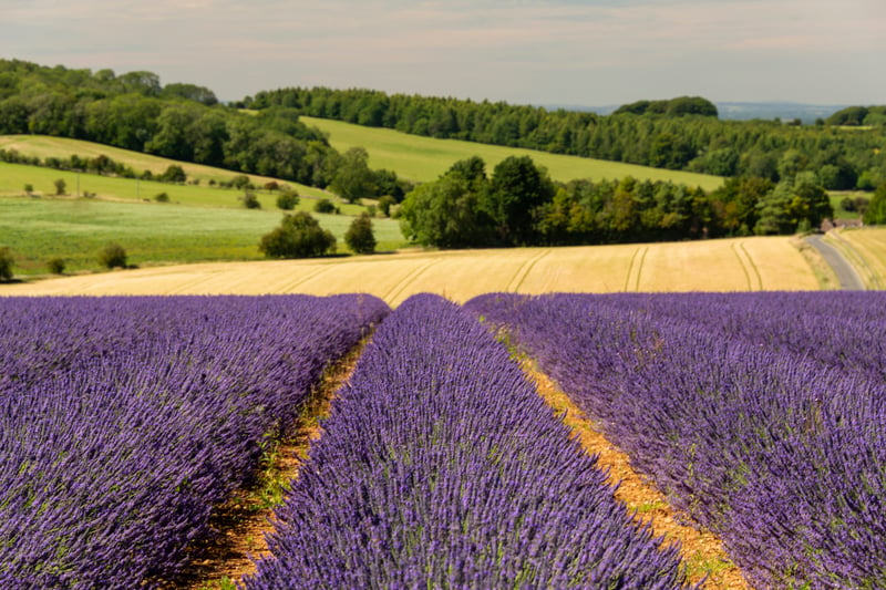 Often called the ‘Jewel of the Cotswolds’, Broadway is a beautiful village with Lavender fields open to public, great restaurants, independent shops and galleries. It has a lot to offer like the breathtaking countryside and GWSR Heritage Railway. It’s around an hour away by car. (Photo -  Snapvision - stock.adobe.com)