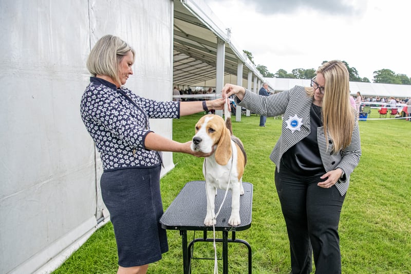 Judging taking place at the Harewood Dog Show. Picture by Tony Johnson