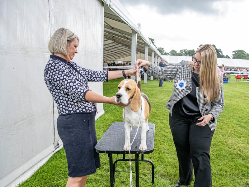 Judging taking place at the Harewood Dog Show. Picture by Tony Johnson