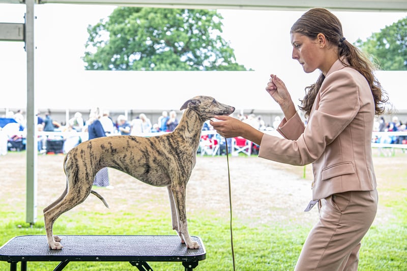 A competitor at the Harewood Dog Show. Picture by Tony Johnson