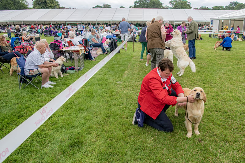 Golden Retrievers at the Harewood Dog Show. Picture by Tony Johnson