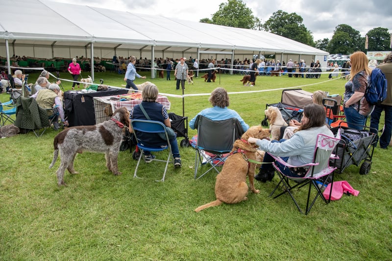 Dogs and humans alike enjoying the show at Harewood Dog Show. Picture by Tony Johnson