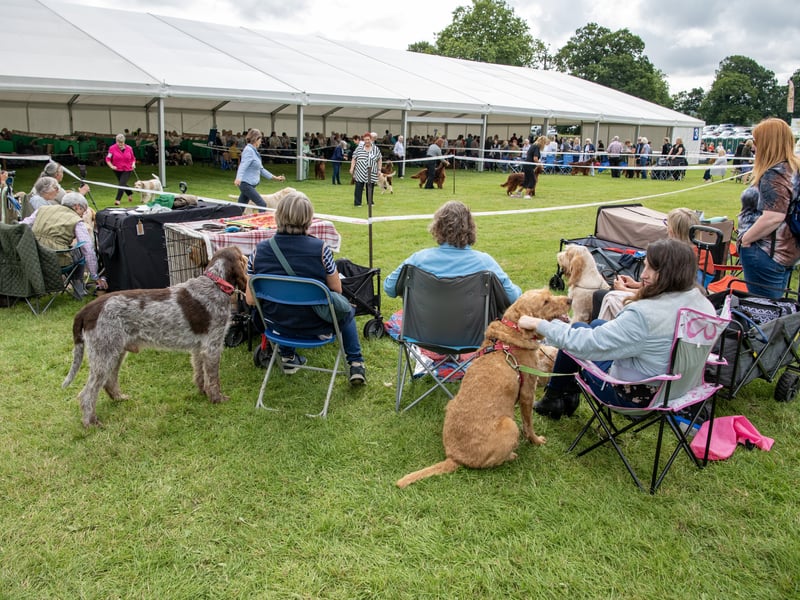 Dogs and humans alike enjoying the show at Harewood Dog Show. Picture by Tony Johnson