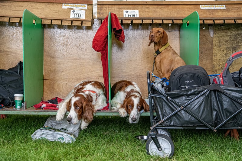 Dogs wait patiently in their pans before competing at Harewood Dog Show. Picture by Tony Johnson