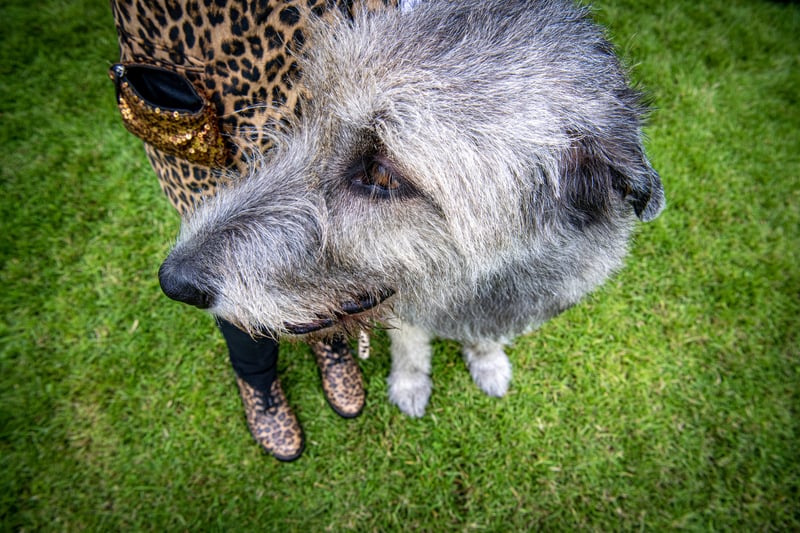 An owner with her Irish Wolfhound at the Harewood Dog Show. Picture by Tony Johnson