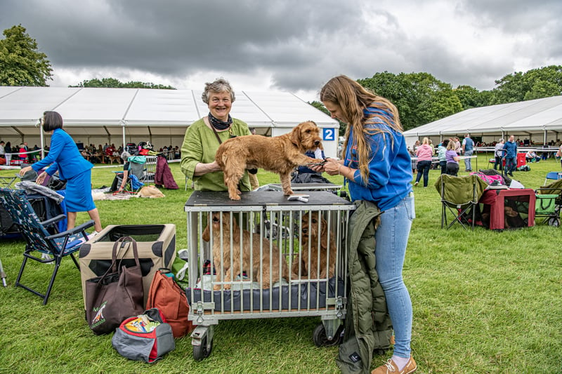 A competitor groom their Bassett Fauve de Bretagne dogs at the Harewood Dog Show. Picture by Tony Johnson